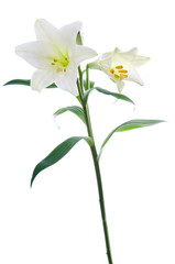 Beautiful lily flowers on white. Luxury white easter lily flower with long green stem isolated on white background. Studio shot