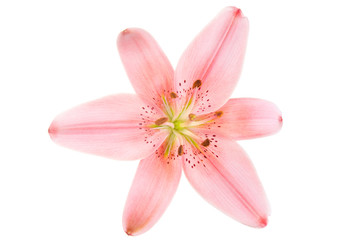Beautiful Pink luxury lily flower head isolated on white background. Studio shot