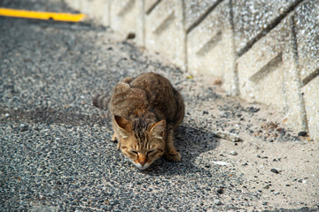 野良猫