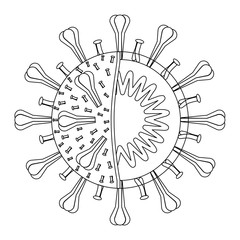 Symbol of Corona virus (COVID-19) virus structure, Anatomy of virus. Line art.