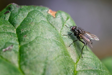 Macro shot of tiny fly sitting on green rhubarb leaf