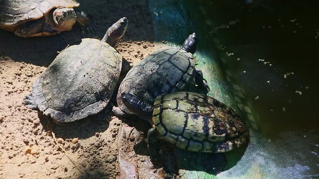 four large water turtles rest on gray sand near handmade green pond