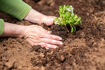 Shot of a woman holding a plant growing out of soil