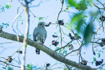 Obraz premium Aguililla Gris