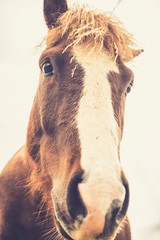 Islandzki Koń