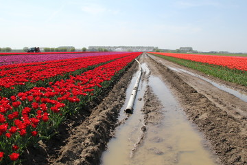 a pipeline in the water in a beautiful bulb field with a variety of tulips in zeeland, the netherlands in springtime