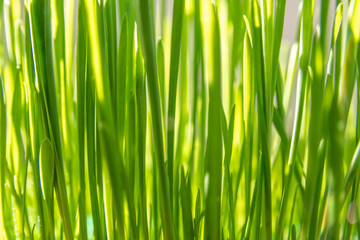 Fototapeta na wymiar Close up on lush green grass in spring used as cat food or to show growth in economy. Bright sun light. Open for editing with copy space