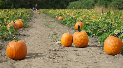 pumpkins in the field in autumn harvest season
