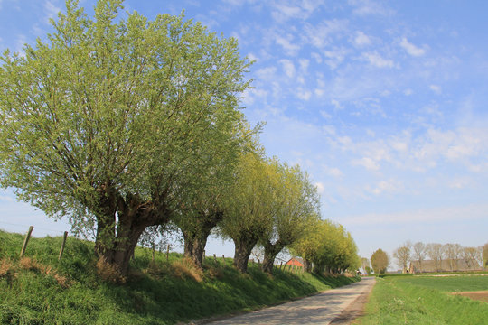 a row of pollard willows with fresh green leaves at a dike along a country road in the dutch countryside in springtime and a blue sky