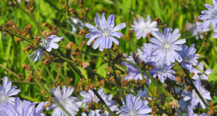 Blossom chicory (Cichorium intybus)