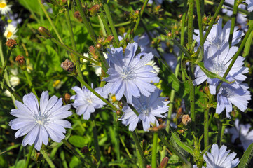 Blossom chicory (Cichorium intybus)