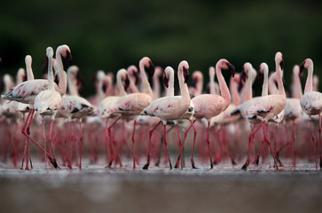 Fototapeta premium Beautiful Lesser Flamingos, an eye level shot, Bogoria lake