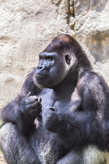 Western lowland gorilla
