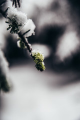 Pokryte Śniegiem © AristilisPhotography