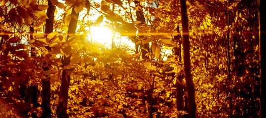 Fototapeta na wymiar Burning Fall forest sunset.