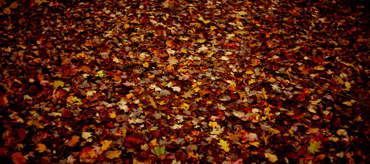 Foliage covers forest floor.
