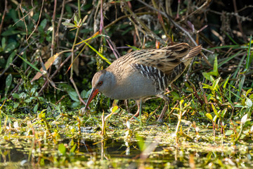 Water Rail or rallus aquaticus a winter migratory bird in wetland of keoladeo national park or bharatpur bird sanctuary, rajasthan, india
