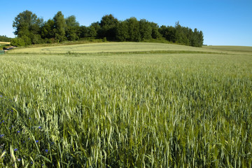 Young wheat on the field