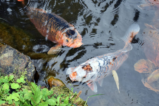 Dos Peces Koi En El Estanque