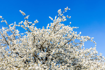 blossoming cherry tree