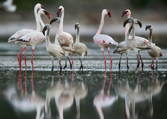 Lesser Flamingos and beautiful reflection, Bogoria lake