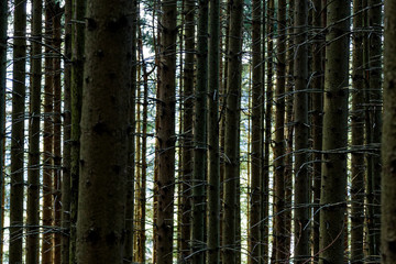 Arbres de la for&ecirc;t &agrave; Villard De Lans