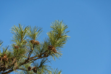 Brown cones on long branches Pitsunda pine Pinus against blue sky. Close-up. Evergreen landscaped garden. Nature concept for design.