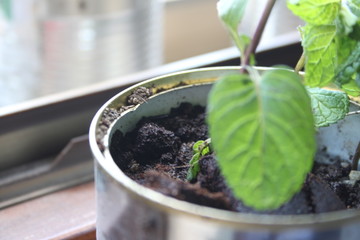 Foto di alcune piantine casalinghe 
