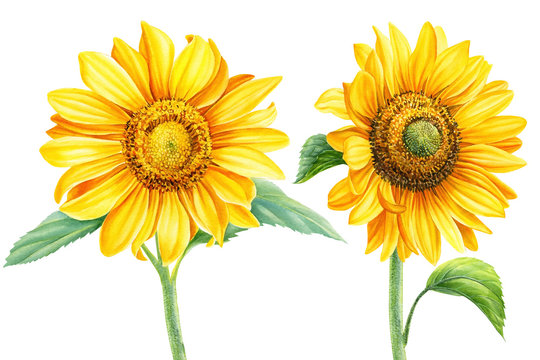 sunflower flower on isolated white background, hand drawing, botanical painting, watercolor style