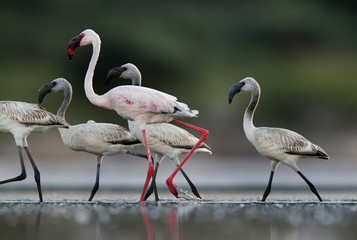 An adult and Juvenile Lesser Flamingos