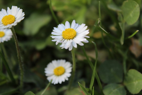 Chamomile flowers, nature, background, macro photo