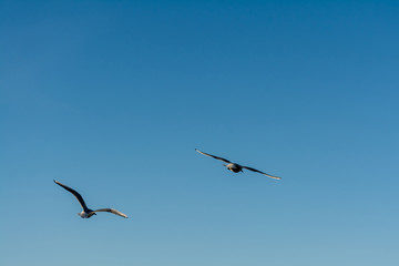 two seagulls in flight against a clear blue sky, wildlife background