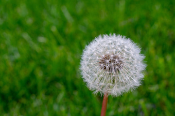 A White Dandelion on a Grass Lawn