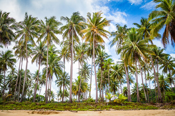 Fototapeta na wymiar Coconut palm trees at the beach background