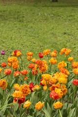 Multi colored beautiful varietal tulips in garden in springtime or summer.Amazing tulip flowers blooming in a field, against the background of blurry graas.Space for text.Gardening concept