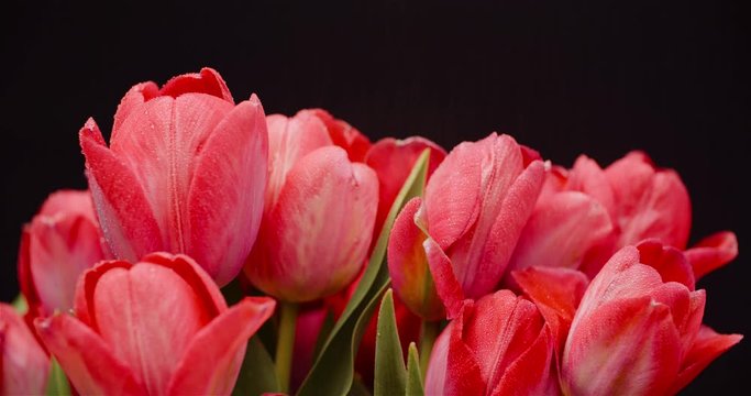 Fresh Flowers Tulips on Black Background