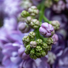 background of colored lilac close-up