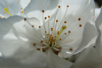 Close up super macro photo of almond tree flower in blossom as seen at spring