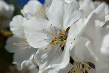 Close up super macro photo of almond tree flower in blossom as seen at spring
