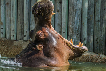 hippopotamus
