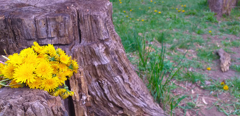 dry stump with dandelions. dandelions on a stump in the grass.