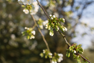 Cherry blossom buds blooming for natural resources and vegetal beauty