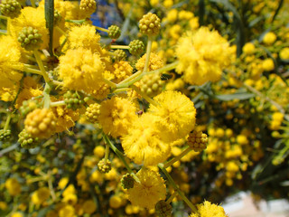 Close up super macro photo of mimosa yellow flower at spring