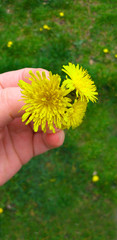 hand holds a bouquet of dandelions. dandelions on the grass
