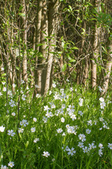 Greater Stitchworts with sunny grove background, small white notched flowers