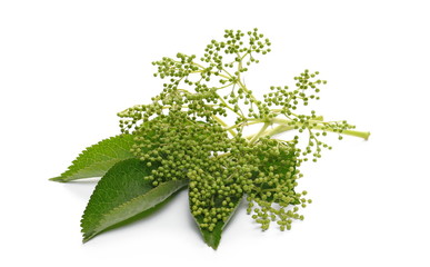 Elder, elderberry plant with young flowers and leaves isolated on white background