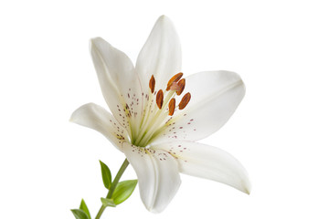 Fototapeta na wymiar White lily flower Isolated on a white background.