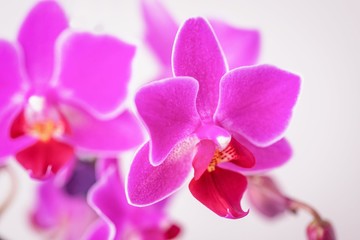 Naklejka na ściany i meble Beautiful pink fuchsia color phalaenopsis orchid flowers