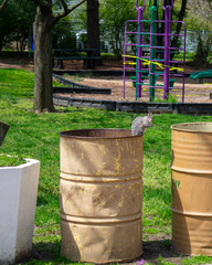 Obraz premium A Squirrel Standing on the Edge of a Trash Can