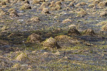 many anthills in a spring meadow, covered with fresh sprouting grass grow from surface burned black ash, destruction and pollution of nature concept, ecological disaster and nature revival